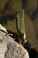 Narodeniny