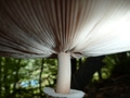 Pod strechou