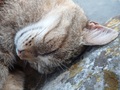 Snenie