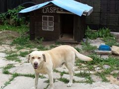 Casper-pes u svokrovcov