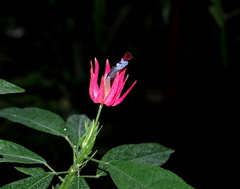 Nočný kvet 
