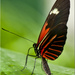 Heliconius Doris