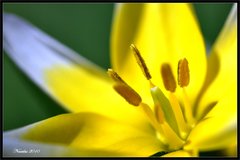Tulipánček