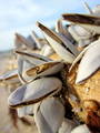Goose barnacle