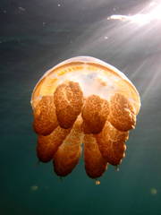 Jellyfish lake