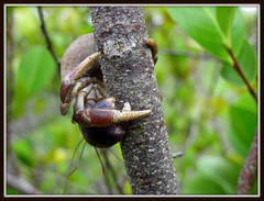 Mr. Hermit crab