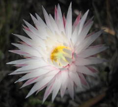 Krasavica