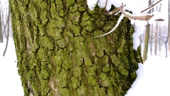 severna strana