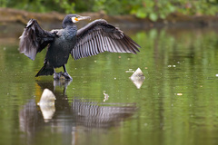 kormoran