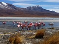 Altiplano, Bolívia