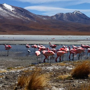 Altiplano, Bolívia