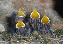 Hladoši
