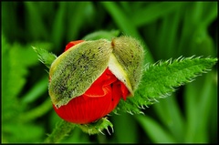 vlci mak