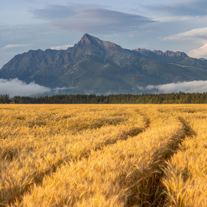 Fields of gold