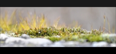 Minigarden...