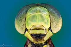 Šidlo obrovské (Anax imperator)