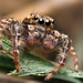 "jumping spider"