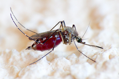 Komár dotieravý (Culex molestus)