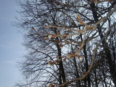 Bahniatka