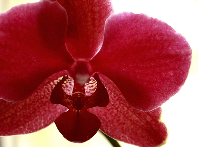 Orchidea