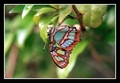 Butterfly in St.Louis ZOO