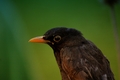 Turdus philomelos