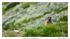Marmota marmota latirostris II.