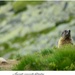 Marmota marmota latirostris II.