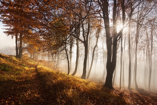 Podzimní les II