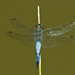 Vážka modrá (orthetrum coerulesc