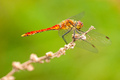 Vážka červená (Crocothemis eryth