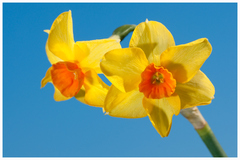Daffodil - Narcis