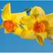Daffodil - Narcis