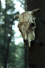 Death in the Woods