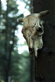 Death in the Woods