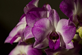 Orchidea_I