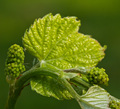 vitis vinifera II
