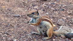 squirrel
