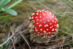 posledna ochutnavka?