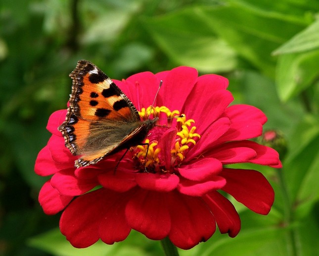 Motýľ a kvet