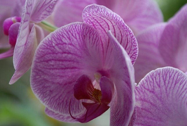 orchidea orchidova...