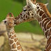 Žirafy in love
