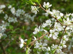 naša jar