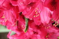 rododendrón