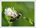 apis mellifera (včela medonosná)