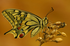 vidlochvost feniklový