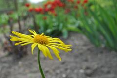 May in garden