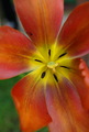 tulipán