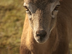 Tvár