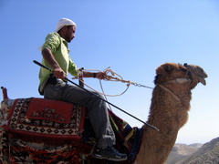 Beduín na ťave